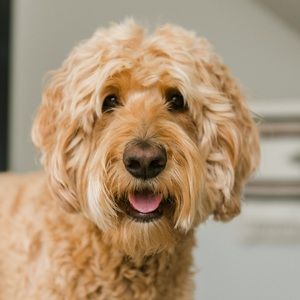 Meet your Posher, Shelby